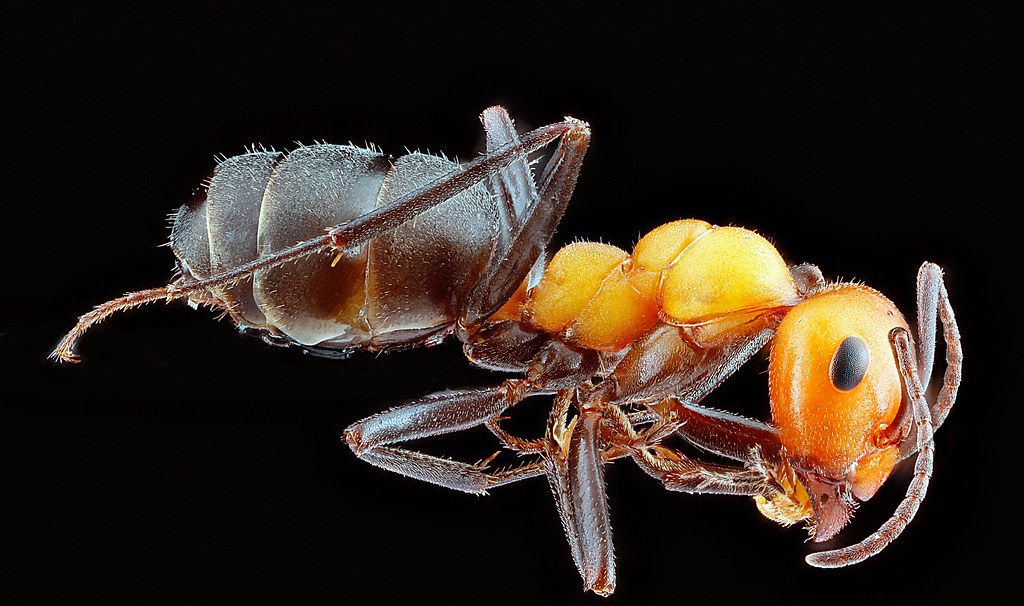 Ant Control service in Hammond, LA