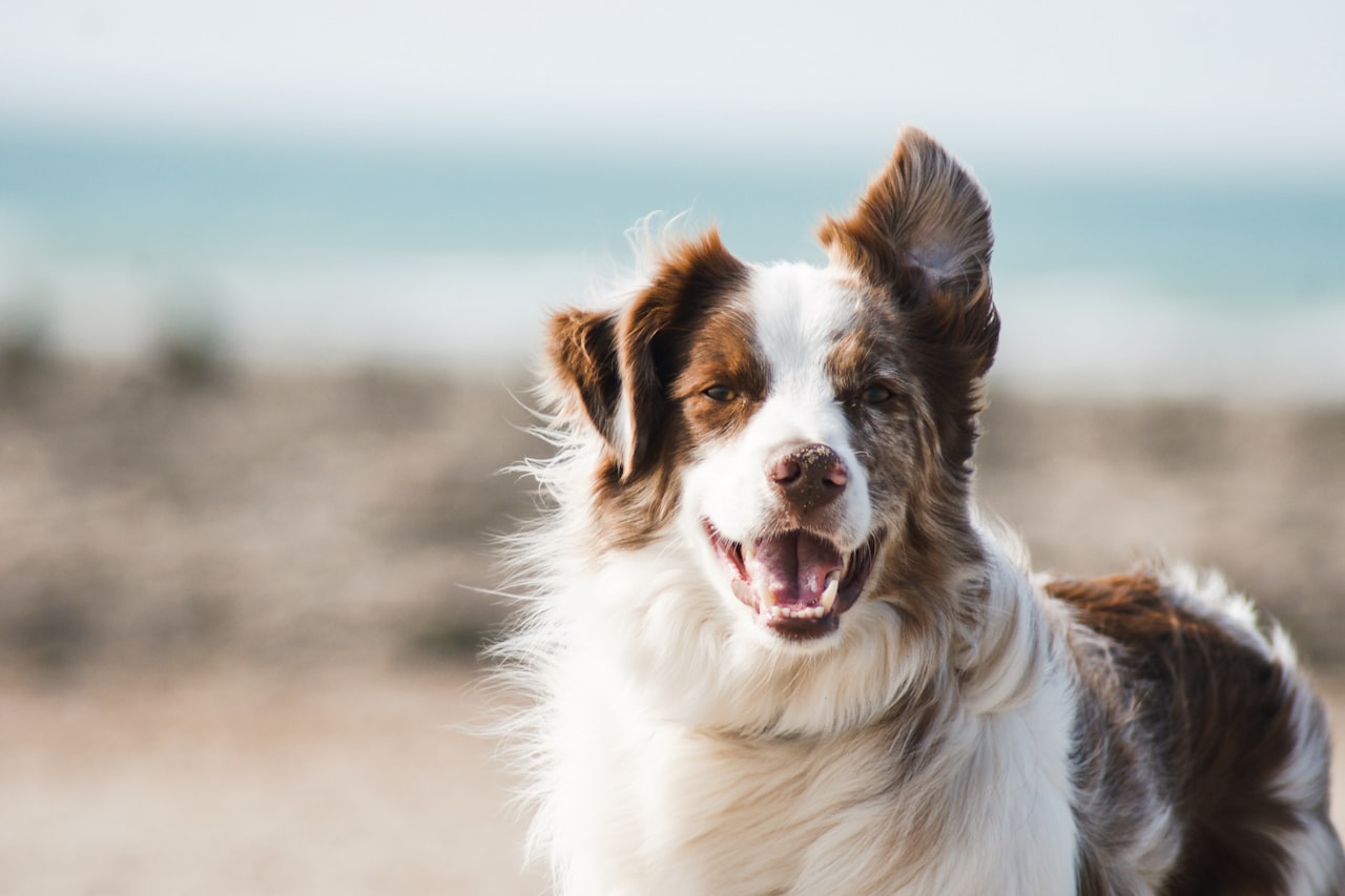 Flea & Tick Control service in Hammond, LA