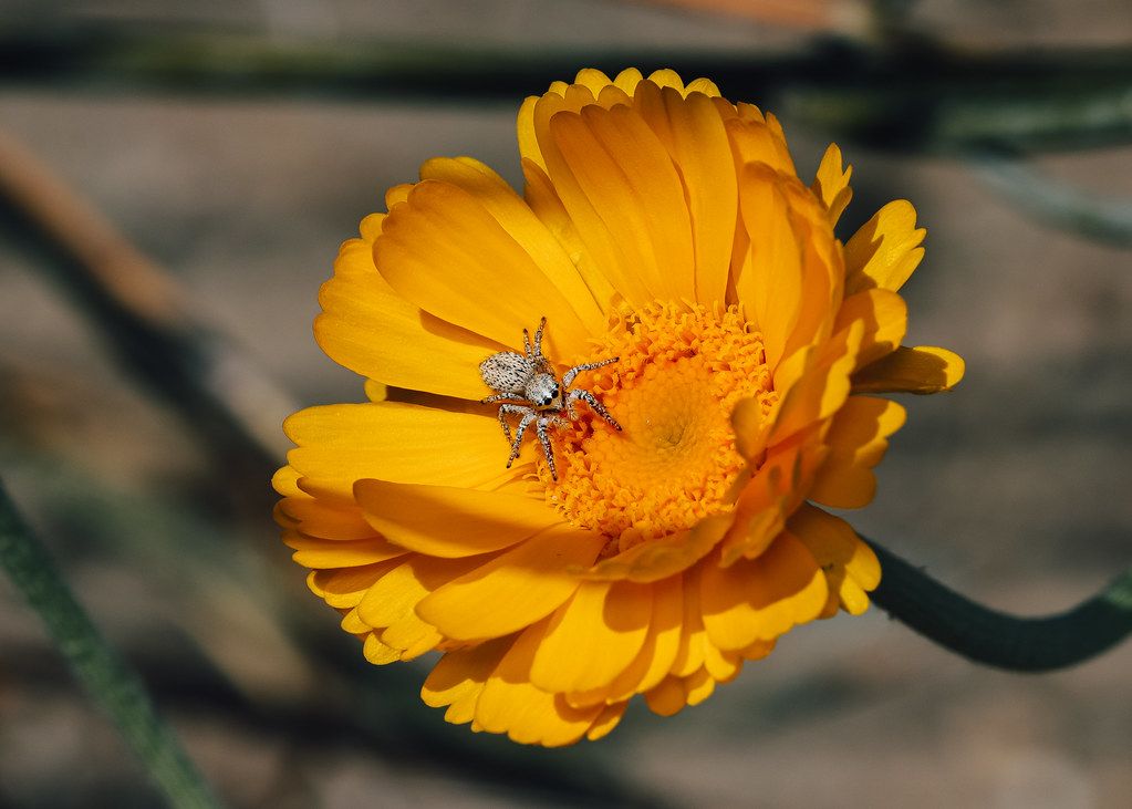 Spider Control service in Hammond, LA